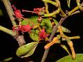 Privet Mistletoe
